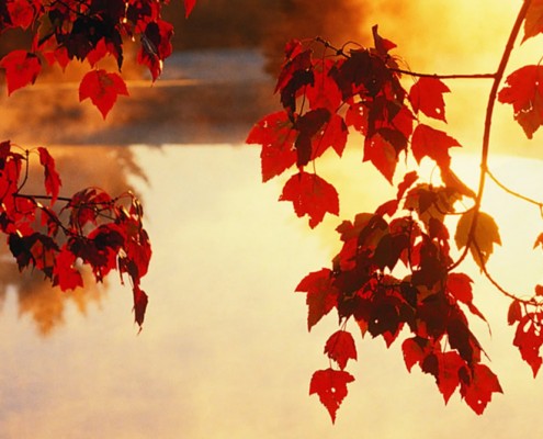 Autumn-Last-Leaves_sea1500x430